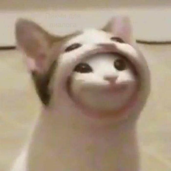 Pop-cat 3