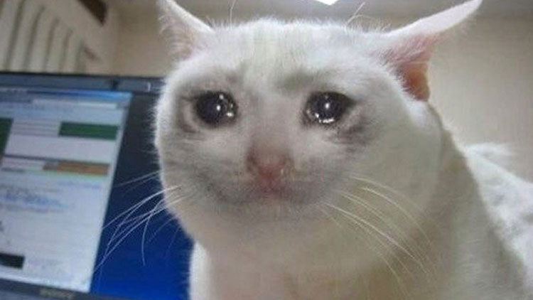 Cry-cat 1