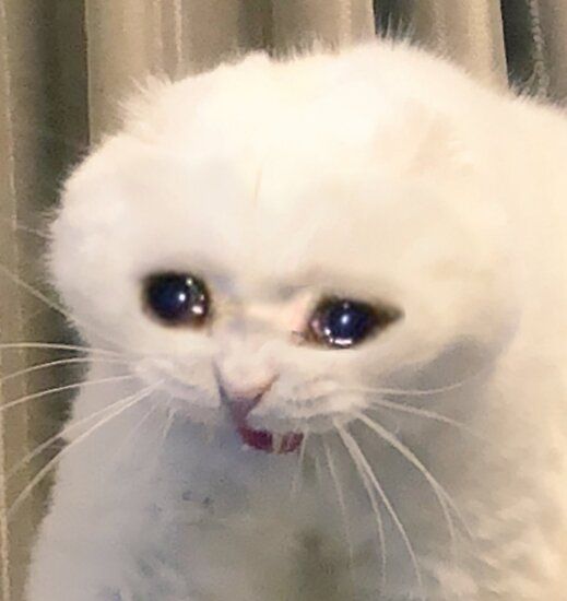 Cry-cat 2